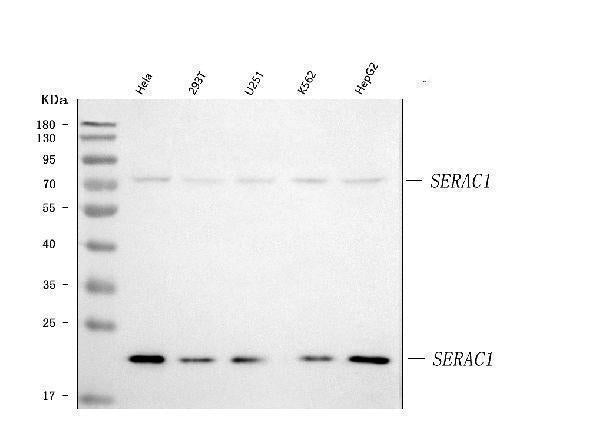 Anti-SERAC1 Antibody Picoband® Boster Bio