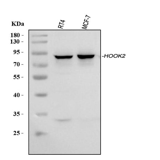 Anti-HOOK2 Antibody Picoband® Boster Bio