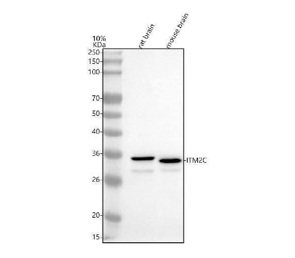 Anti-ITM2C Antibody Picoband® Boster Bio
