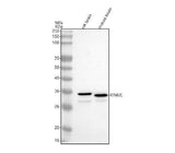 Anti-ITM2C Antibody Picoband® Boster Bio