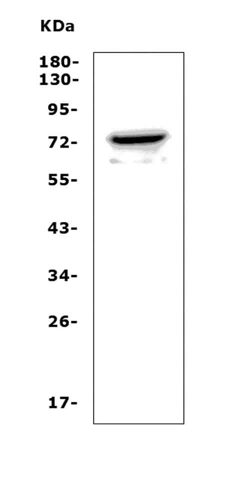 Anti-Pannexin 2/PANX2 Picoband® Antibody Boster Bio