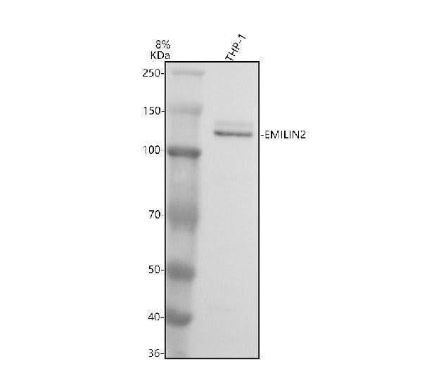 Anti-HuR/ELAVL1 Antibody Picoband® Boster Bio