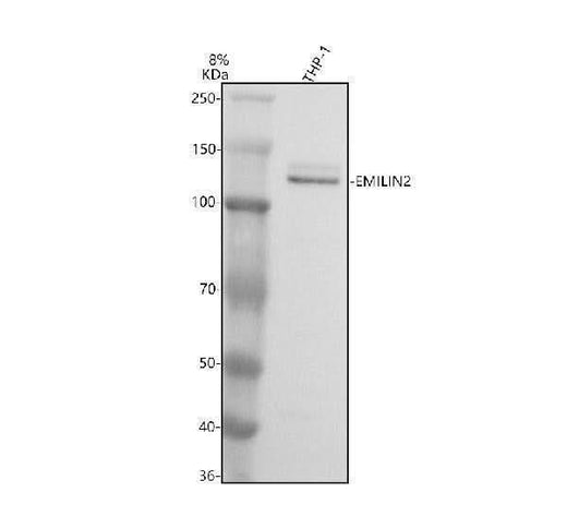 Anti-HuR/ELAVL1 Antibody Picoband® Boster Bio