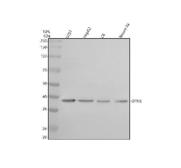 Anti-OPN5 Antibody Picoband® Boster Bio