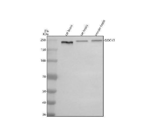 Anti-MOCA/DOCK3 Antibody Picoband® Boster Bio