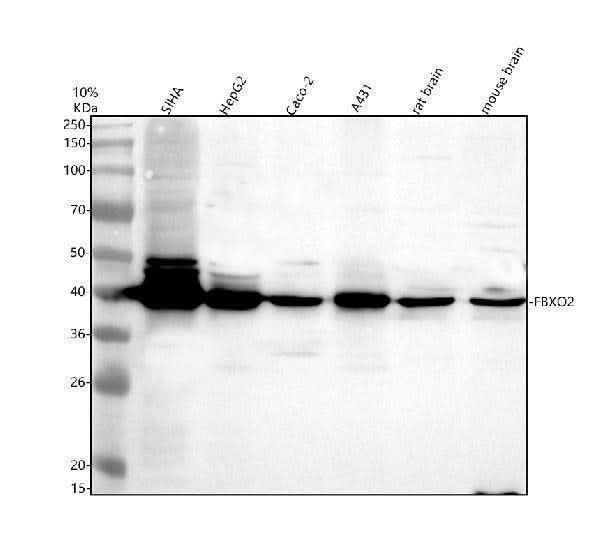 Anti-FBXO2 Antibody Picoband® Boster Bio