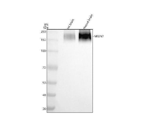 Anti-NRXN2 Antibody Picoband® Boster Bio
