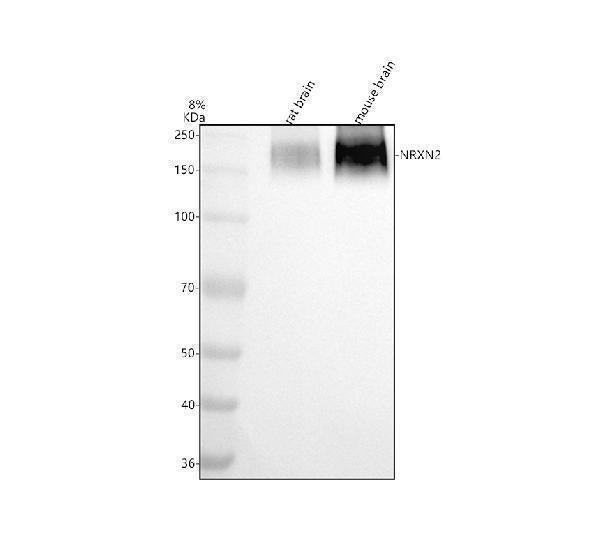 Anti-NRXN2 Antibody Picoband® Boster Bio