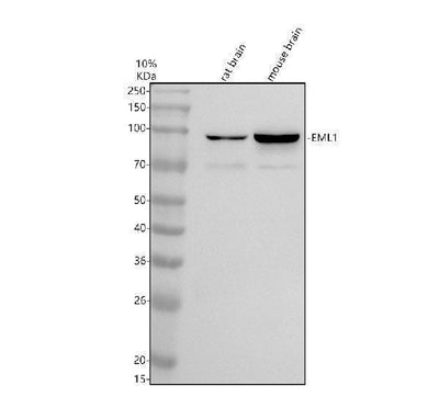 Anti-TTC35/EMC2 Antibody Picoband® Boster Bio
