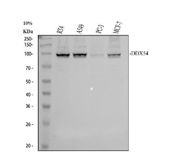 Anti-DDX54 Antibody Picoband® Boster Bio