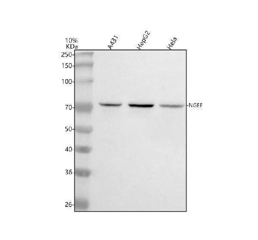 Anti-NGEF Antibody Picoband® Boster Bio