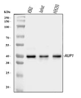 Anti-AUP1 Antibody Picoband® Boster Bio