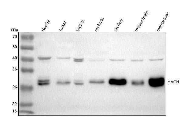 Anti-HAGH Antibody Picoband® Boster Bio