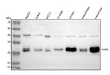 Anti-HAGH Antibody Picoband® Boster Bio