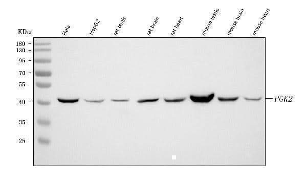 Anti-PGK2 Antibody Picoband® Boster Bio
