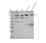 Anti-DCAF6 Antibody Picoband® Boster Bio