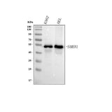 Anti-SAMSN1 Antibody Picoband® Boster Bio