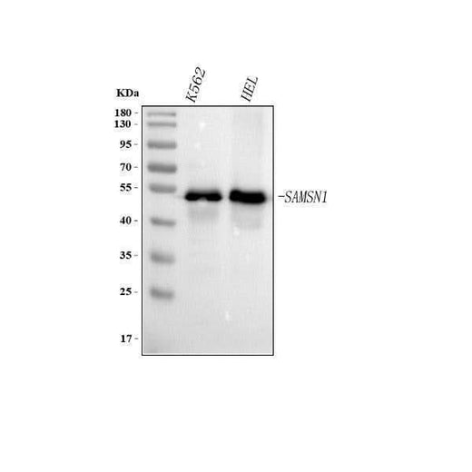 Anti-SAMSN1 Antibody Picoband® Boster Bio