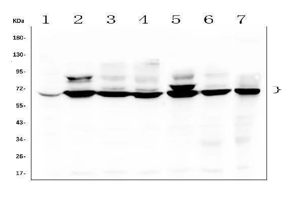 Anti-TDRD3 Antibody Picoband® Boster Bio
