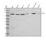 Anti-SEC6/EXOC3 Antibody Picoband® Boster Bio
