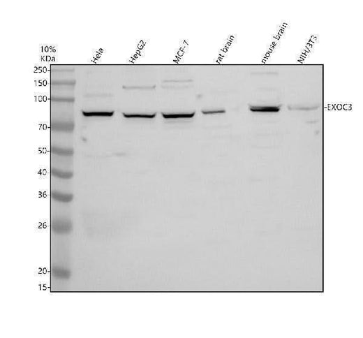 Anti-SEC6/EXOC3 Antibody Picoband® Boster Bio