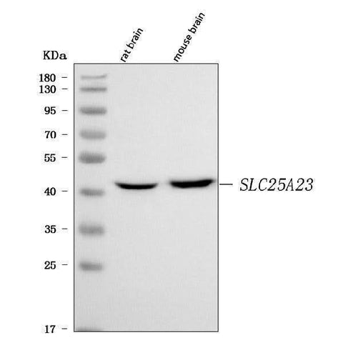 Anti-SLC25A23 Antibody Picoband® Boster Bio