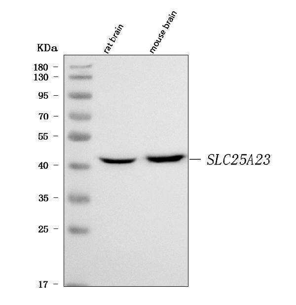 Anti-SLC25A23 Antibody Picoband® Boster Bio
