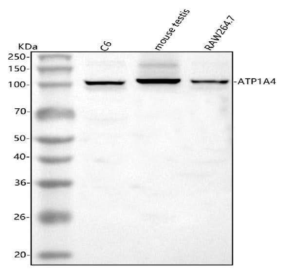 Anti-ATP1A4 Antibody Picoband® Boster Bio