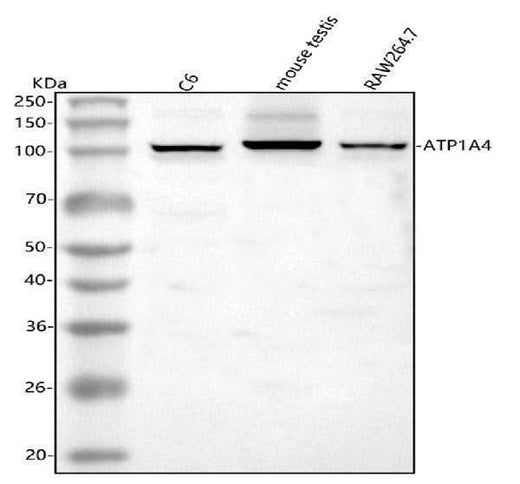 Anti-ATP1A4 Antibody Picoband® Boster Bio