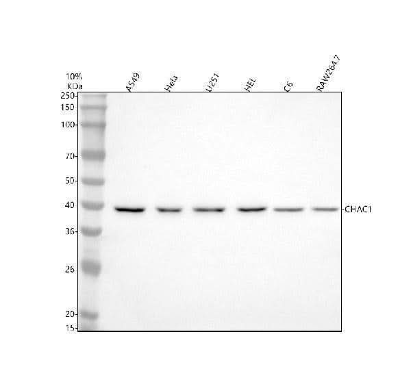 Anti-CHAC1 Antibody Picoband® Boster Bio