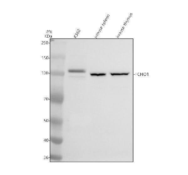 Anti-FCHO1 Antibody Picoband® Boster Bio