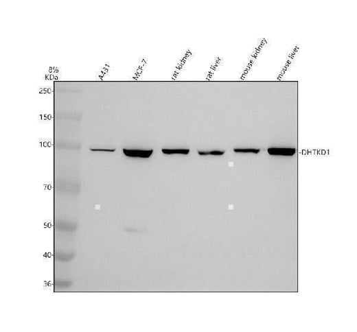 Anti-DHTKD1 Antibody Picoband® Boster Bio