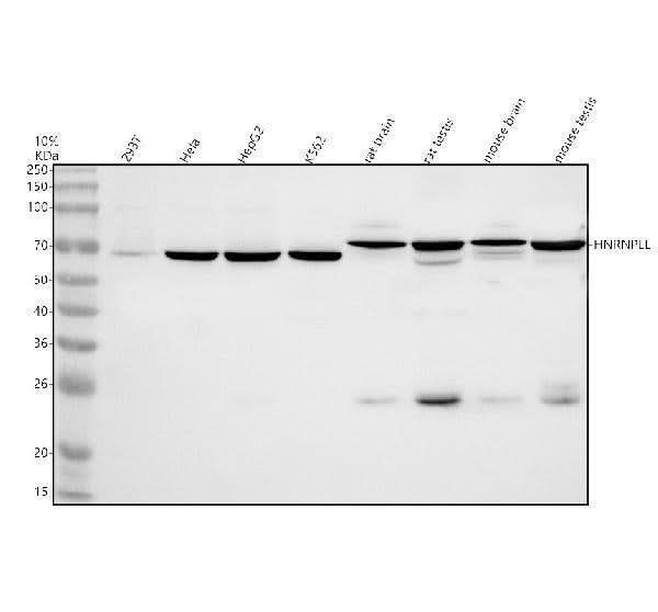 Anti-HNRNPLL Antibody Picoband® Boster Bio