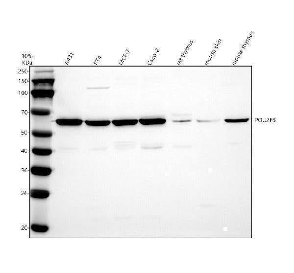 Anti-POU2F3 Antibody Picoband® Boster Bio