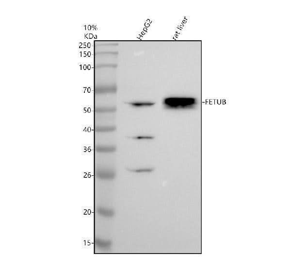Anti-Fetuin B/FETUB Antibody Picoband® Boster Bio