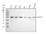 Anti-RAB3IP Antibody Picoband® Boster Bio