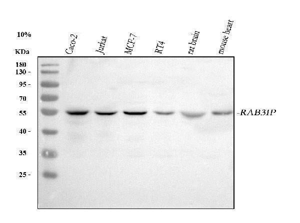 Anti-RAB3IP Antibody Picoband® Boster Bio