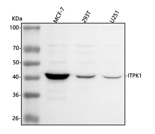 Anti-ITPK1 Antibody Picoband® Boster Bio