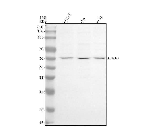 Anti-GLRA3 Antibody Picoband® Boster Bio