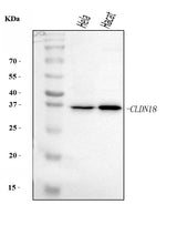 Anti-Claudin18/CLDN18 Antibody Picoband® Boster Bio