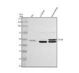 Anti-STK40 Antibody Picoband® Boster Bio