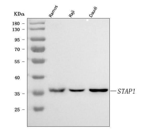 Anti-STAP-1/STAP1 Antibody Picoband® Boster Bio