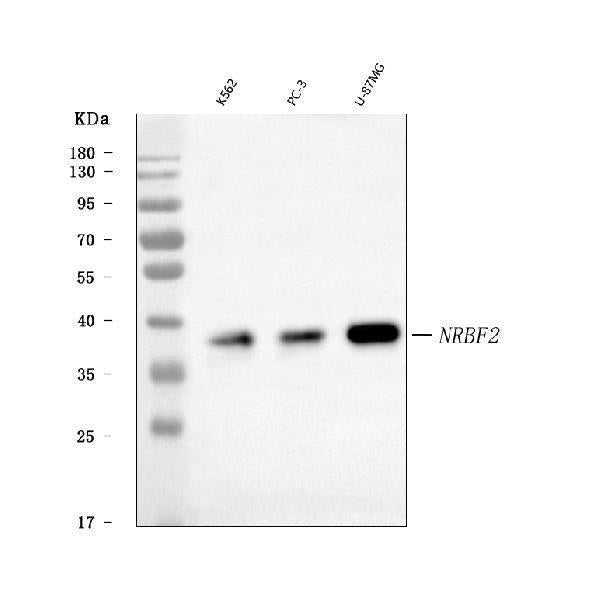 Anti-NRBF2 Antibody Picoband® Boster Bio