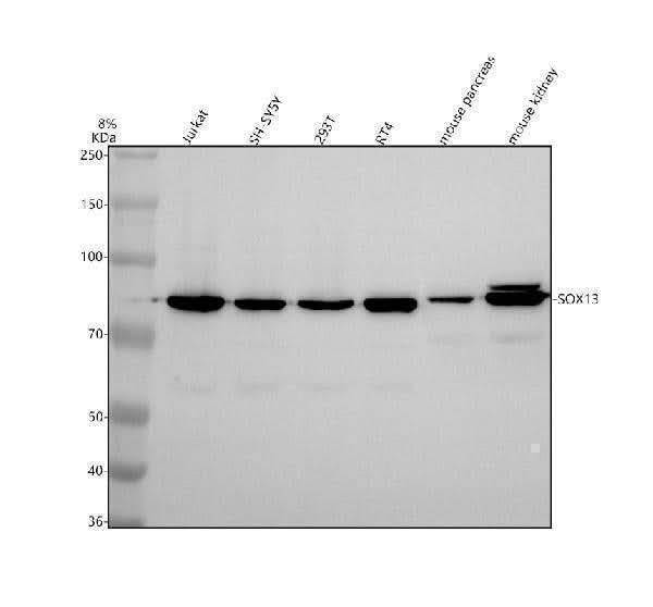 Anti-SOX13 Antibody Picoband® Boster Bio