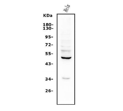 Anti-ETF/TEAD2 Antibody Picoband® Boster Bio