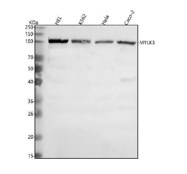 Anti-MYLK3 Antibody Picoband® Boster Bio