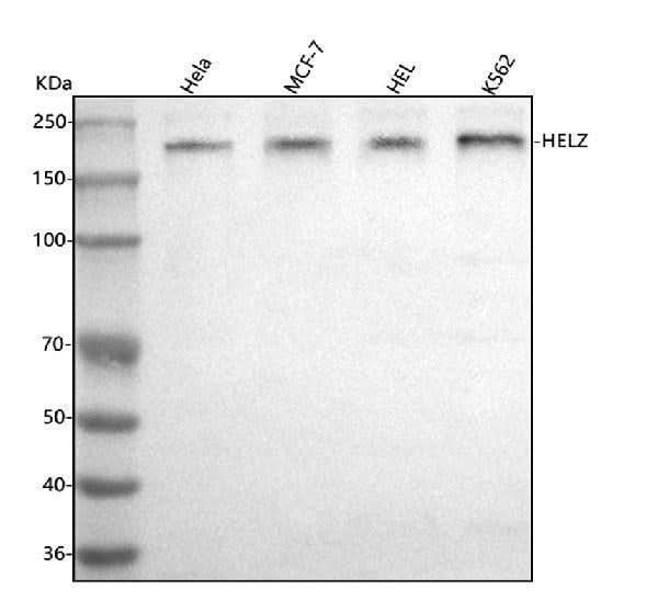 Anti-HELZ Antibody Picoband® Boster Bio