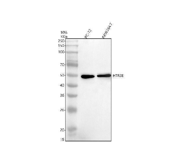 Anti-HTR3E Antibody Picoband® Boster Bio