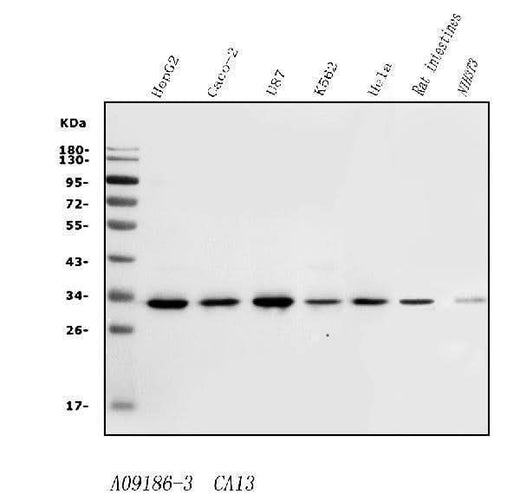Anti-Carbonic Anhydrase 13/CA13 Antibody Picoband® Boster Bio