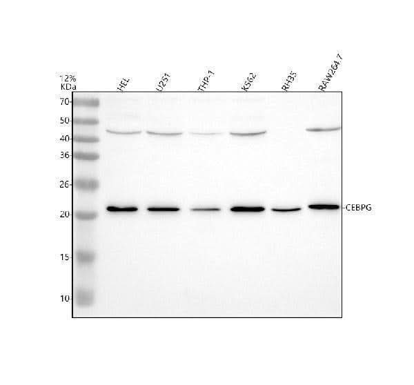 Anti-CEBPG Antibody Picoband® Boster Bio